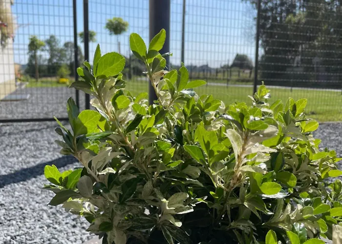 Hébergement de vacances Le Daguet *