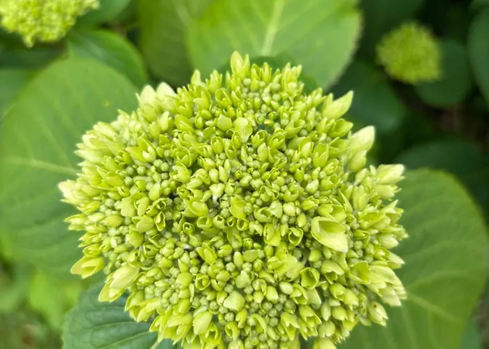 Le Daguet Hébergement de vacances